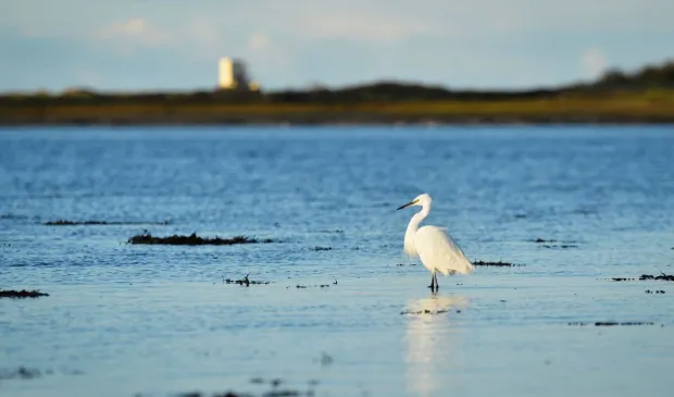 Aigrette dans le fond de la petite mer